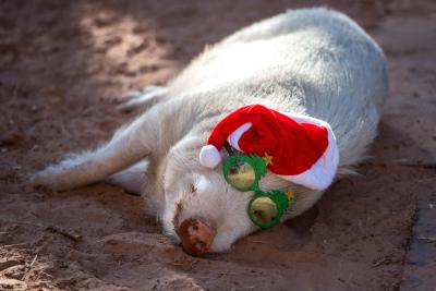 Vincent the pig lying on his side and wearing a Santa hat and glasses