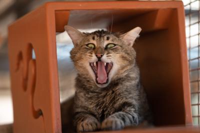 Vinny the cat yawning with his teeth showing
