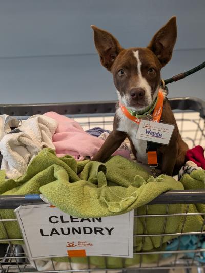Dog wearing a Wendy nametag in a clean laundry bin