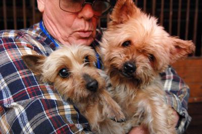 Volunteer Bill Splitter holding two Yorkshire terriers as part of a puppy mill rescue