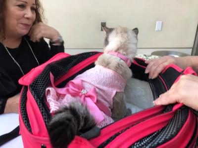 Volunteer Cathy Berry looking at a cat wearing a dress in a soft-side carrier