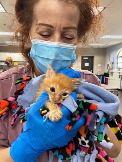 Volunteer Cathy Berry wearing gloves and a mask holding an orange tabby kitten