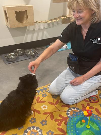 Volunteer Lisa Zarek giving a treat to a black and white cat
