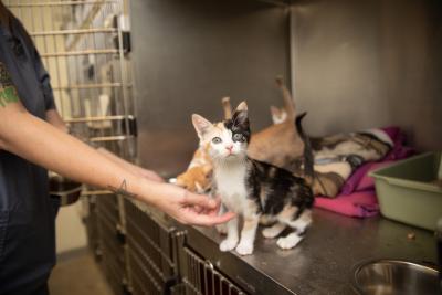 Hand reaching out to a calico kitten in a kennel