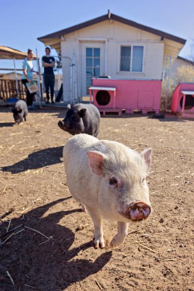 Albert, Waldo, and Winston the piglets in their new home