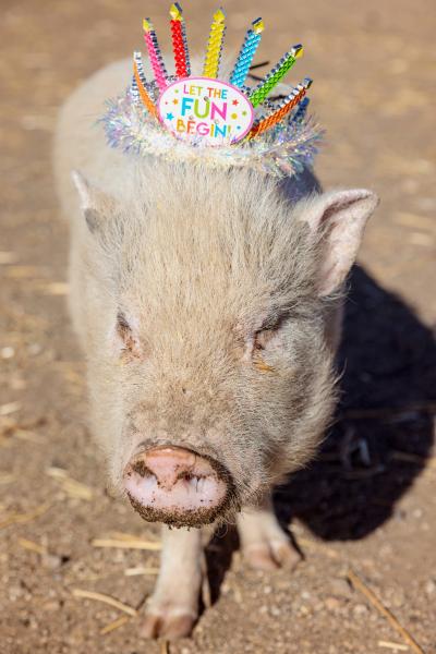One of the piglets wearing a birthday hat