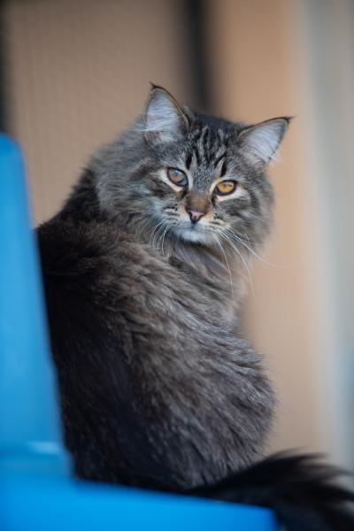 Wally the cat sitting on a shelf