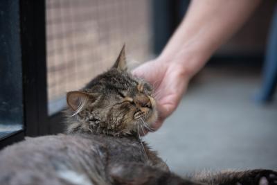 Person's hand scratching the chin of Wally the cat