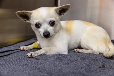 Wally the Girl the dog on a gray blanket