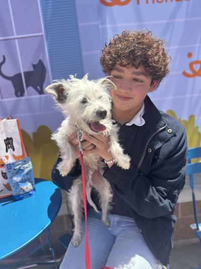 Nolan the terrier dog being adopted in Phoenix