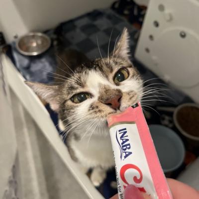 Wanda the cat licking a Churu treat