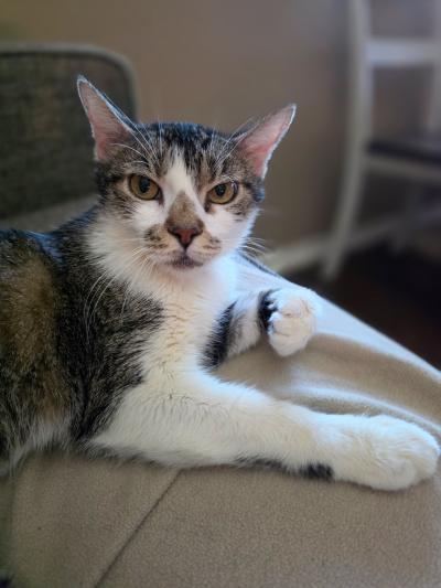 Wanda the cat lying on a couch in her home