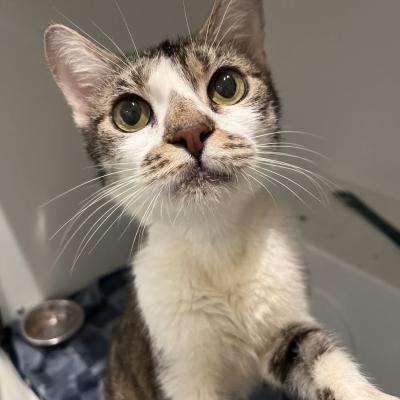 Wanda the cat in a kennel