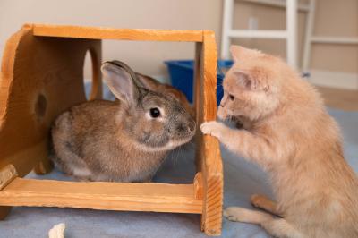 Wasabi the bunny with Canelo the kitten