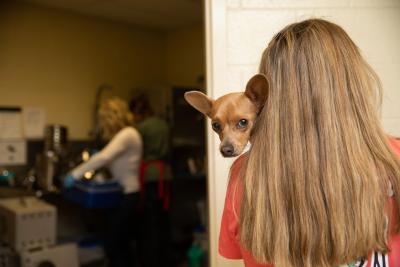 Person with long hair wearing an orange shirt holding a small brown dog or puppy over her shoulder with some people in the background