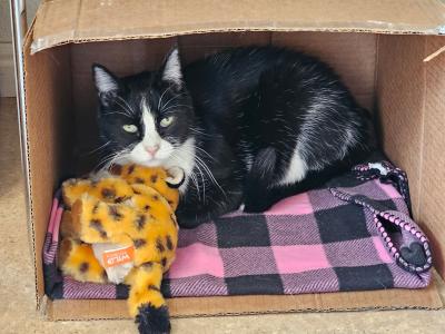 Whisper the cat lying on a blanket in a cardboard box