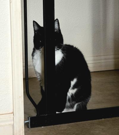 Whisper the cat attempting to hide unsuccessfully