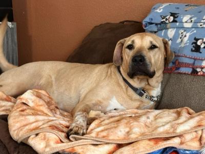 Poseidon the dog in a home from the foster finder program