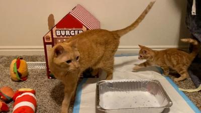 Wilbur the cat showing the litter pan to a little orange kitten