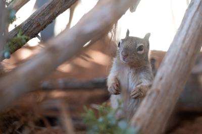 Baby squirrel standing up on hind legs between some wooden branches