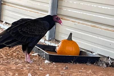Honey the turkey vulture looking at a pumpkin