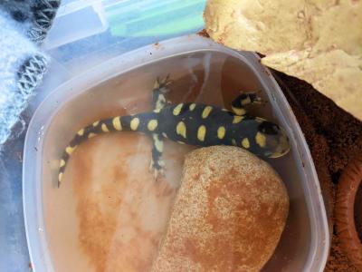 Tiger salamander in water in a plastic container, with a few rocks