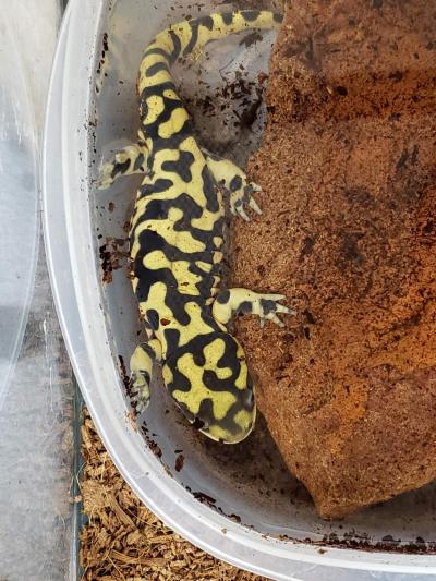 Tiger salamander in a plastic container next to a rock