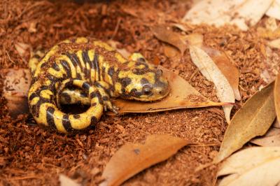 Tiger salamander in some soil and leaves