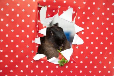 Wildflower the rabbit eating cilantro behind a hole ripped in red with white polka dot wrapping paper