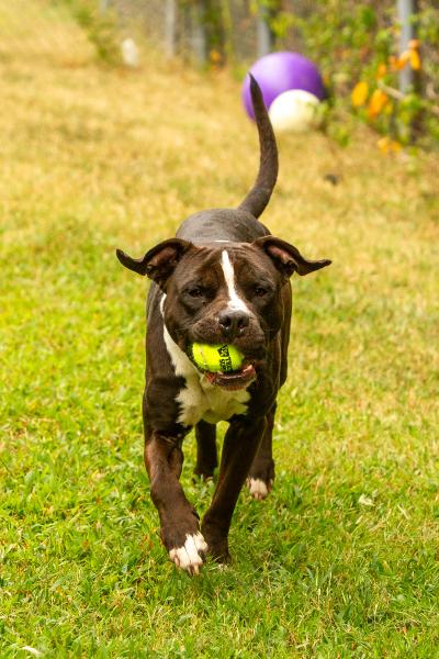 Bark Twain carrying a tennis ball in his mouth