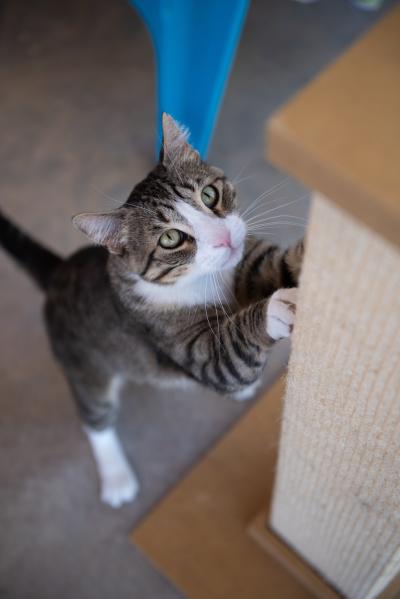 Cat streching up to scratch on a vertical cat scratching post