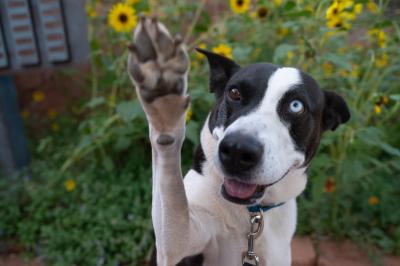 Black and white dog with two different colored eyes with one front paw raised