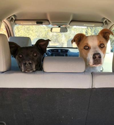 Winter and Abbott the dogs in the back seat of a vehicle