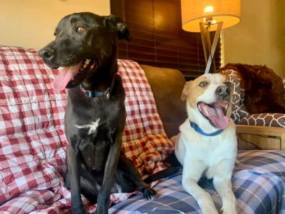 Winter and Abbott the dogs together on a blanket covered couch