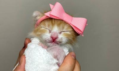 Winter the kitten wearing a pink headband with bow