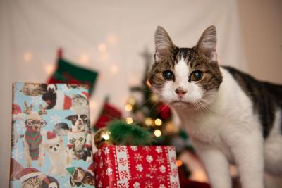 Senior cat in front of a Christmas tree and wrapped presents