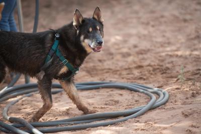 Woody the dog walking outside by a water hose
