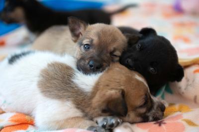 Litter of puppies lying on each other