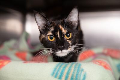Female calico cat on a blanket