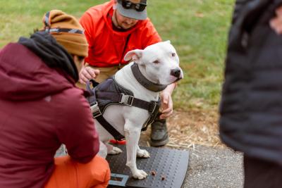 Two people beside a white dog wearing a harness