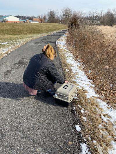 Person getting ready to release a cat from a carrier as part of shelter-neuter-vaccinate-return