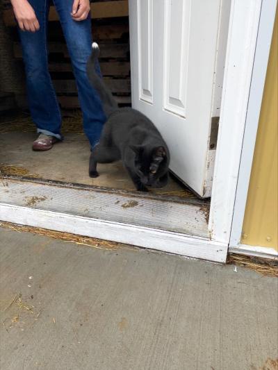 Luna the cat walking outside an open door with a person behind her