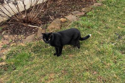 Luna the black cat with white tip on the end of her tail, outside on the grass