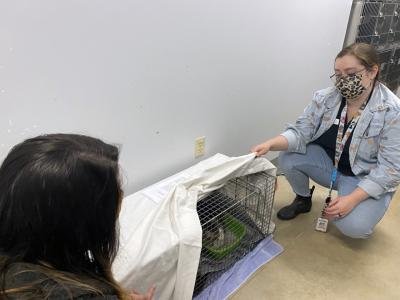Two people uncovering a live trap containing a cat