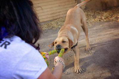 Person playing tug-o-war with a toy with a brown dog