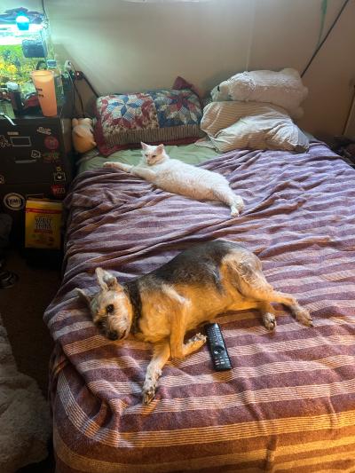 Zima the cat lying on a bed close to the family's dog