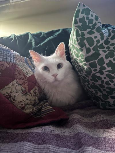 Zima the cat between two pillows 
