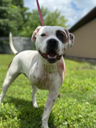 Zoey the dog who had a front leg amputated, standing outside on a leash
