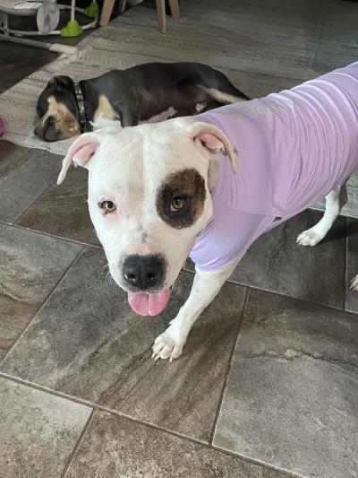 Zoey the dog wearing a T-shirt with Max sleeping behind him