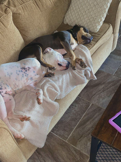 Zoey and Max the dogs sleeping beside one another on the couch